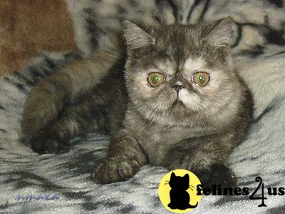tortie smoke female