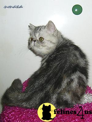 tortie silver tabby