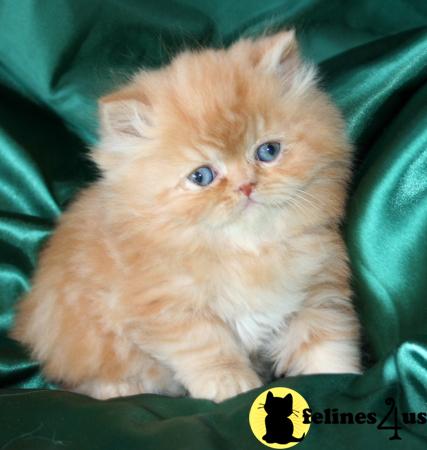 Persian Kittens