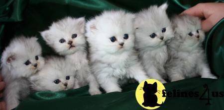 Persian Kittens