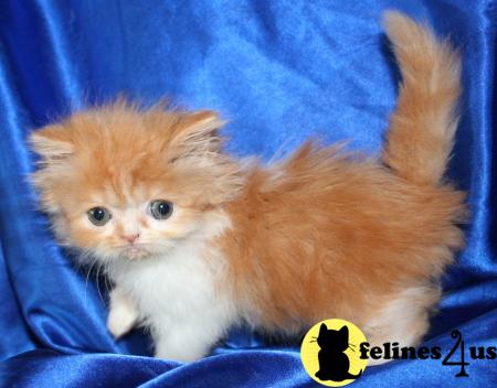 Kittens for Sale in Kansas