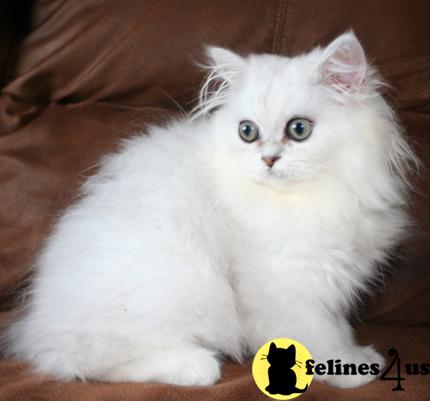 Kittens for Sale in Kansas