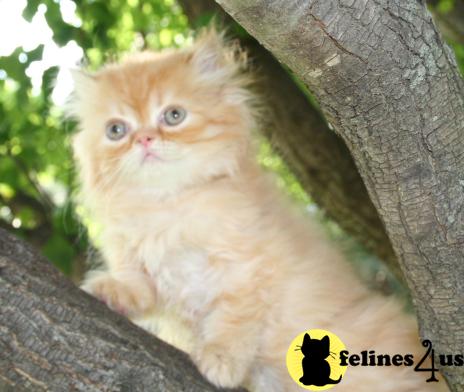 Kittens for Sale in Kansas