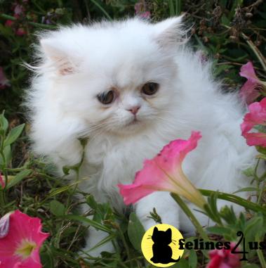 Kittens for Sale in Kansas