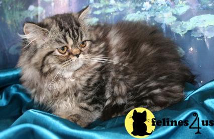 CFA Registered Brown  tabby Girl