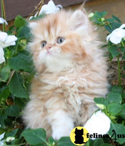 Kittens for Sale in Kansas