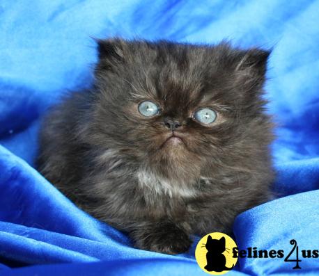 Kittens for Sale in Kansas