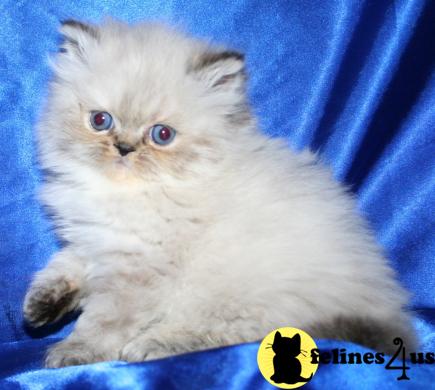 Kittens for Sale in Kansas