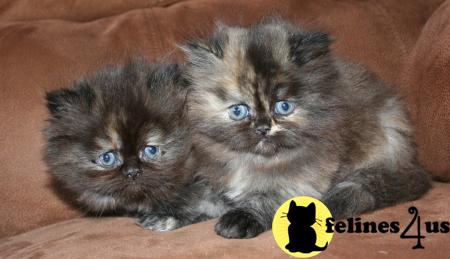 Kittens for Sale in Kansas