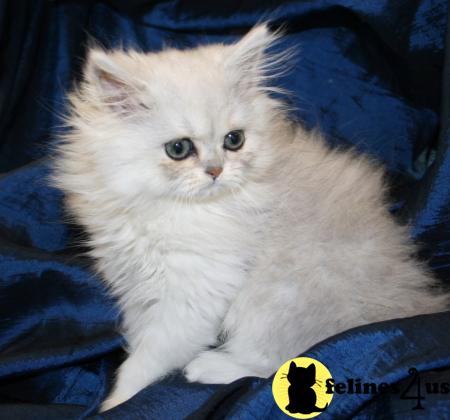 Kittens for Sale in Kansas