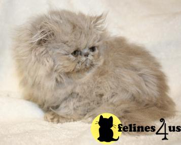 Kittens for Sale in Kansas