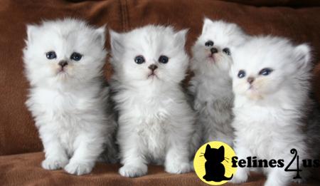 Kittens for Sale in Kansas