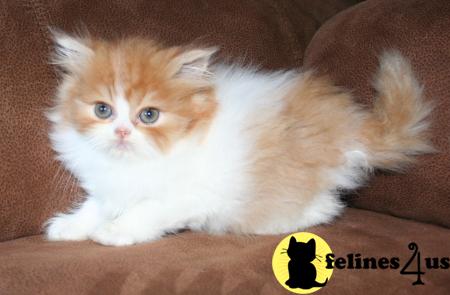 Kittens for Sale in Kansas