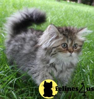 Kittens for Sale