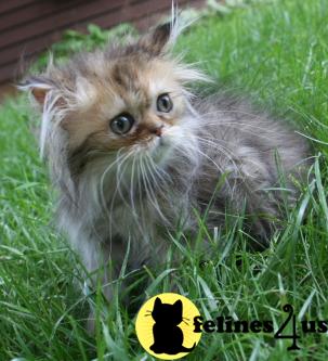 Kittens for Sale