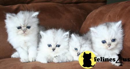 Kittens for Sale in Kansas