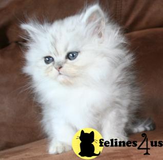 Kittens for Sale in Kansas