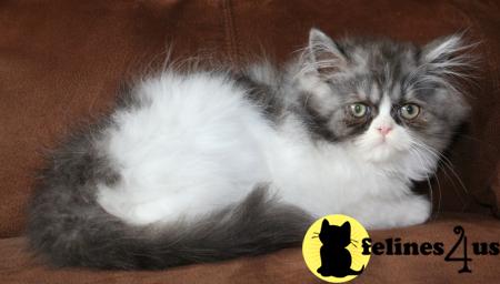 Kittens for Sale in Kansas