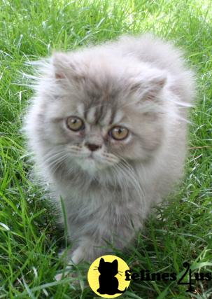 Kittens for Sale in Kansas
