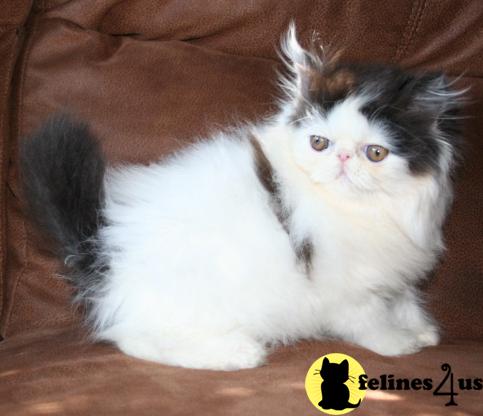 Kittens for Sale in Kansas