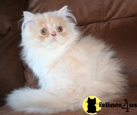 Kittens for Sale in Kansas