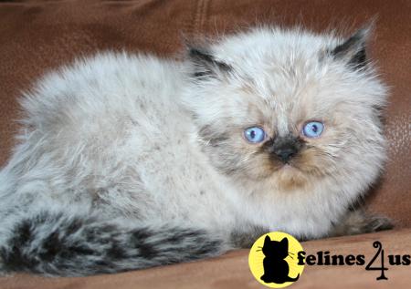 Kittens for Sale in Kansas
