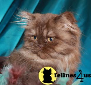Kittens for Sale in Kansas