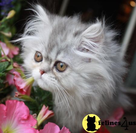 Kittens for Sale in Kansas