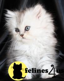 Kittens for Sale in Kansas