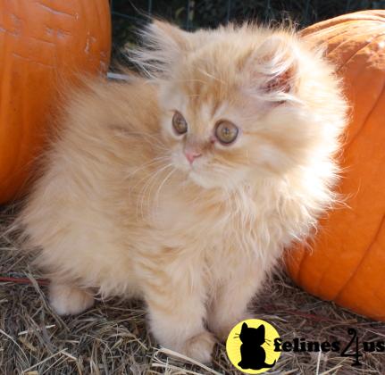 Kittens for Sale in Kansas