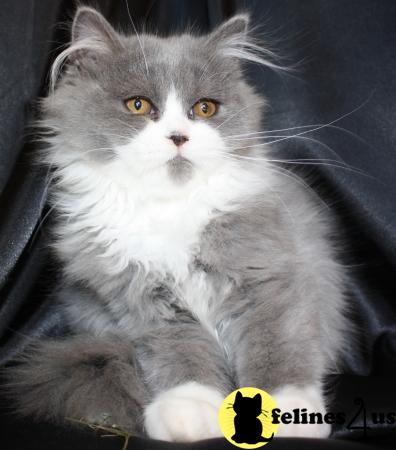Kittens for Sale in Kansas