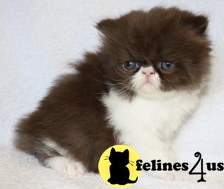 Kittens for Sale in Kansas