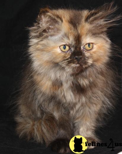 Kittens for Sale in Kansas