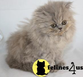 Kittens for Sale in Kansas