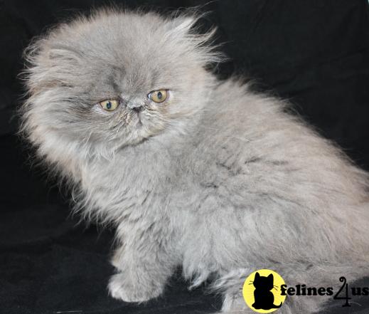 Kittens for Sale in Kansas