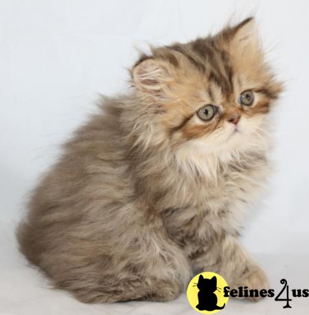 Kittens for Sale in Kansas
