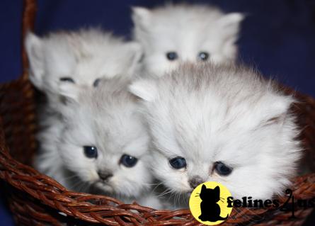 Kittens for Sale in Kansas