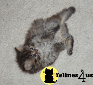 Persian Kittens