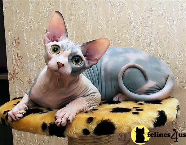 Sphynx kittens available