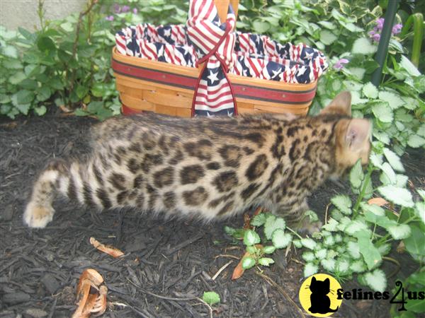outstanding Bengal kittens