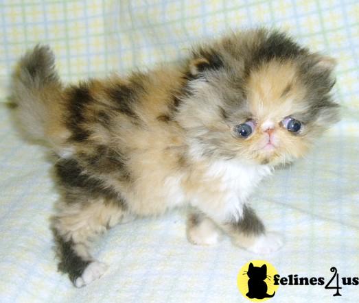 Persian kittens