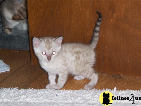 Bengal Kittens in Kansas