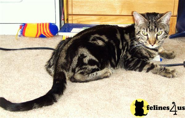 Brown marble Bengal