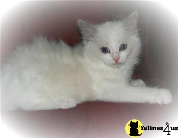 Kittens for Sale in Ohio