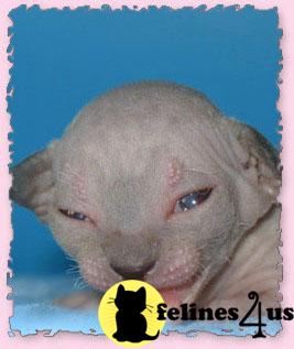 Cats for Sale