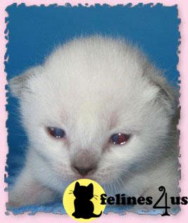 Cats for Sale
