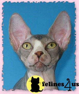 Cats for Sale