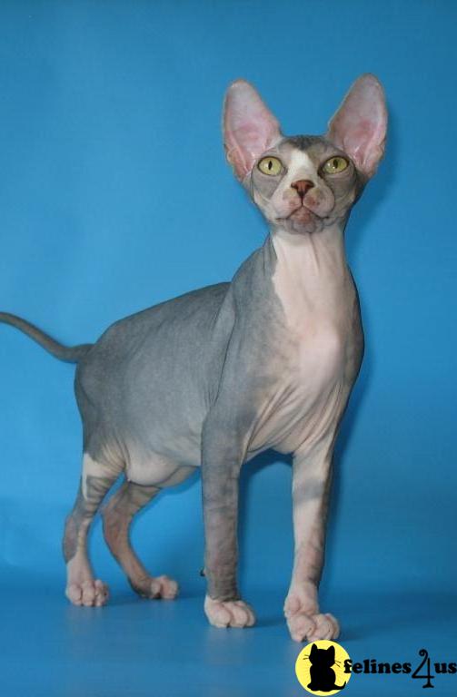 Hypoallergenic Cats