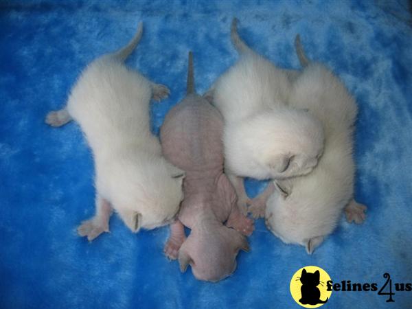 Hypoallergenic Cats