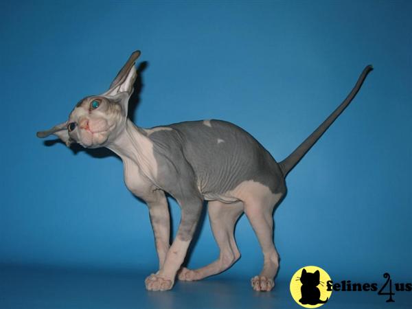 Hypoallergenic Cats